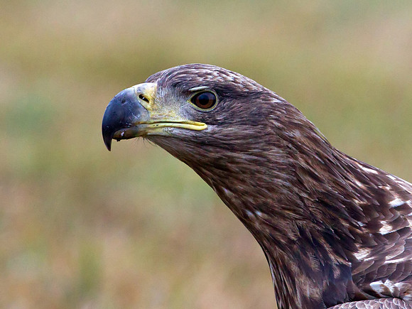 White tailed Eagle