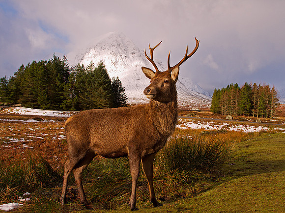 Red Deer Stag
