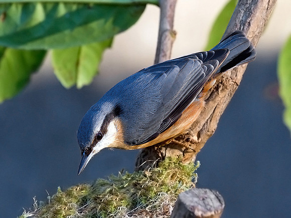 Nuthatch