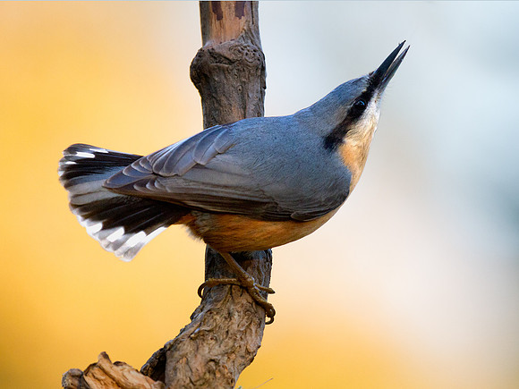 Nuthatch
