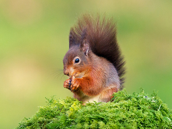 Red Squirrel