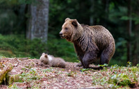 Mother Bear and Cub