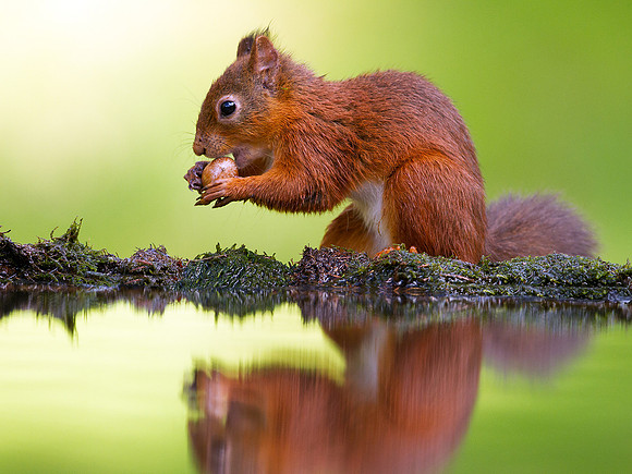 Red  Squirrel