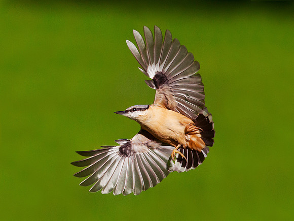 Nuthatch