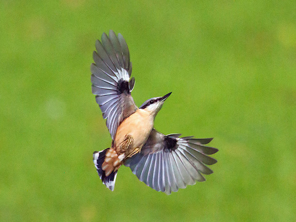 Nuthatch