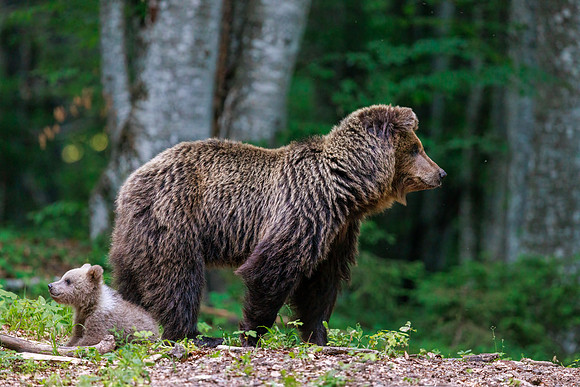 Brown bear