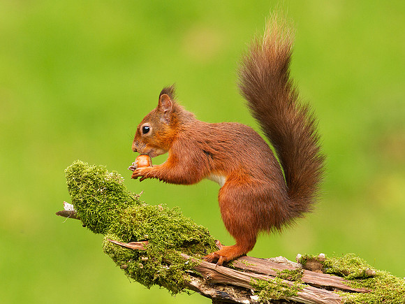 Red Squirrel