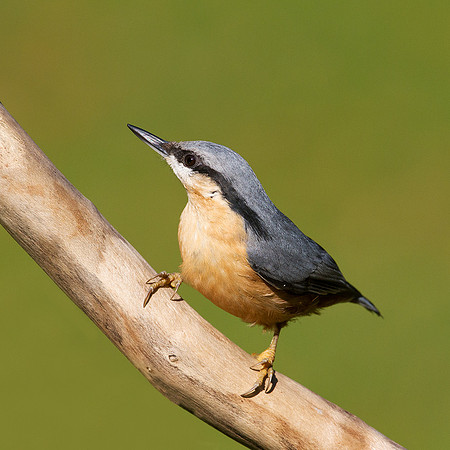 Nuthatch