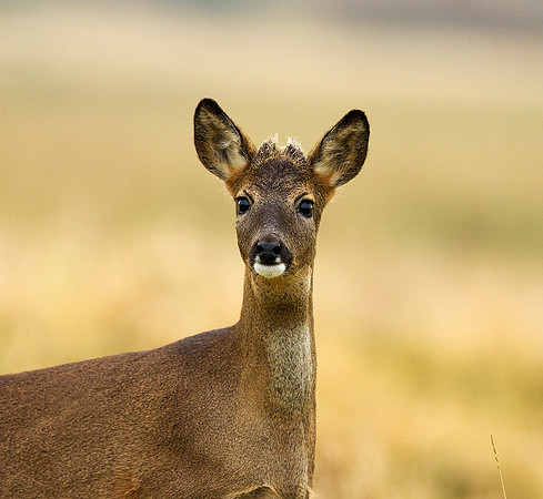Roe Deer