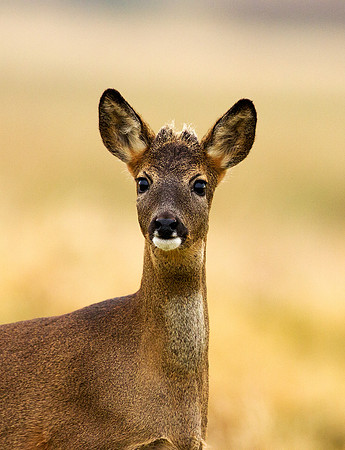 Roe Deer