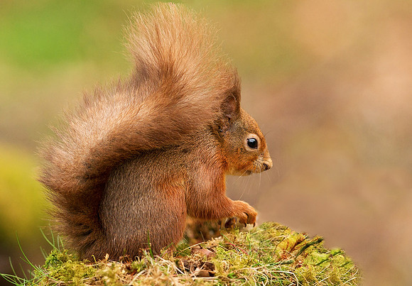 Red Squirrel
