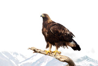 Golden Eagle