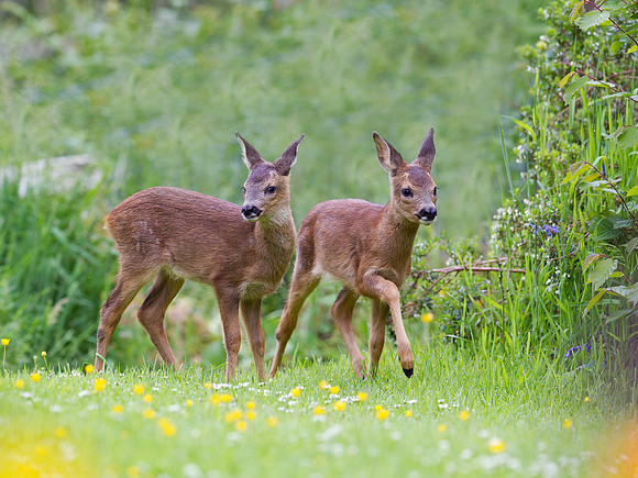Roe Fawns