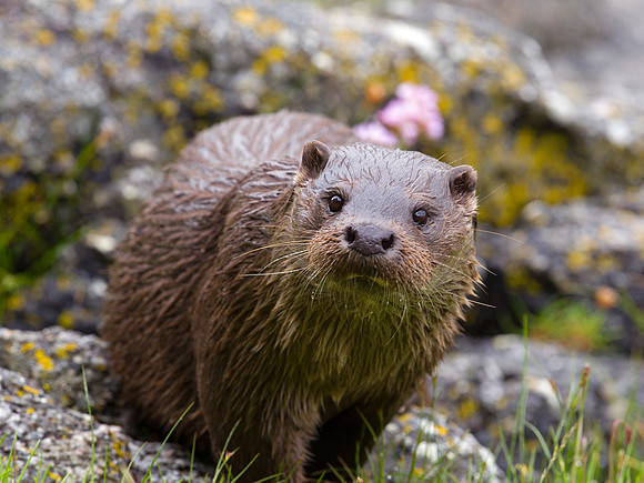Otter
