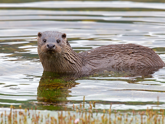 Otter