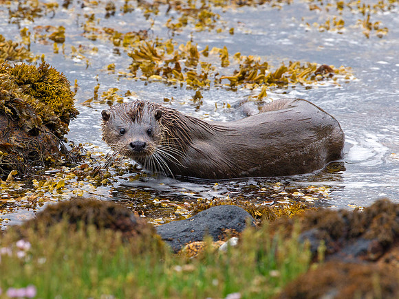 Otter