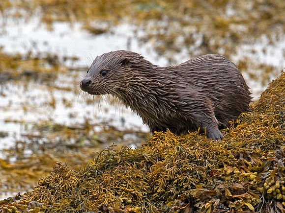 Otter