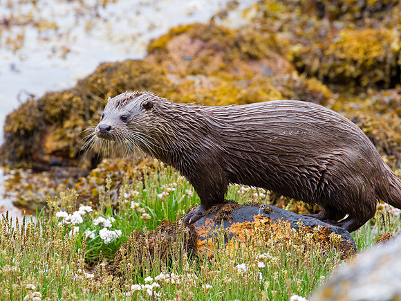 Otter
