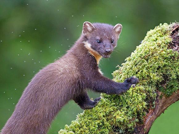 Otter