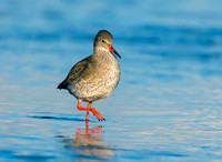 Redshank