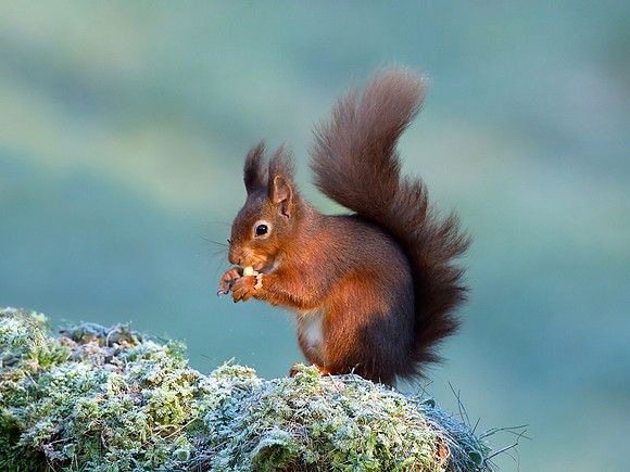 Red Squirrel