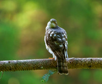 Sparrowhawk