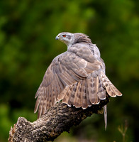 Goshawk male
