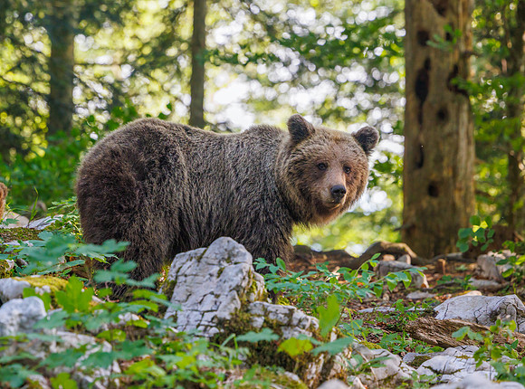 Brown bear
