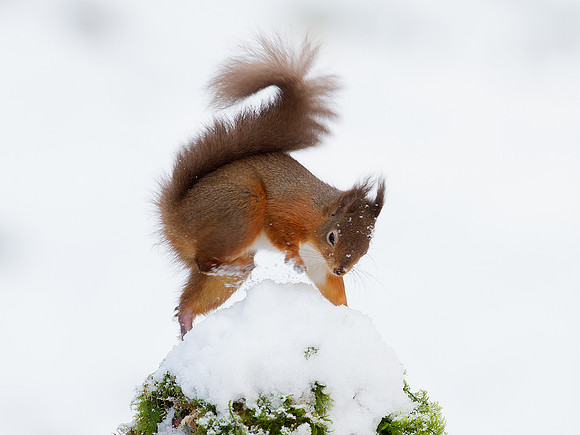 Red Squirrel