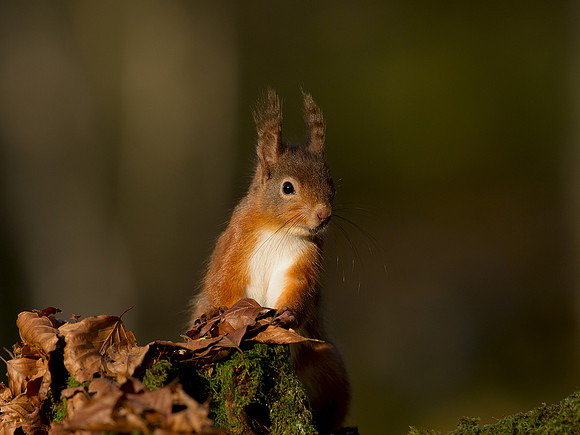 Red Squirrel