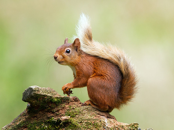 Red squirrel