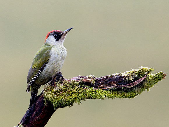 Green Woodpecker