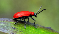 Scarlet Lilly Beetle