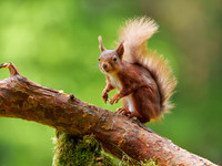 Red Squirrel