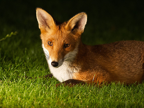 Fox