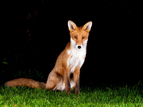 Fox