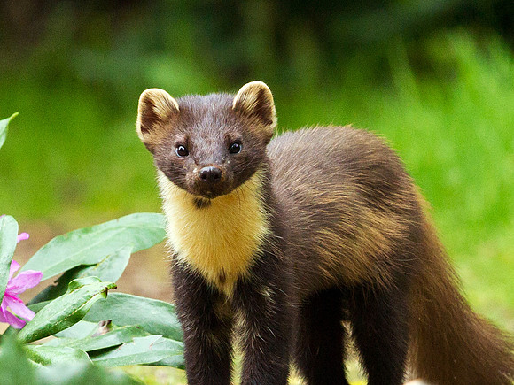 Pine Marten