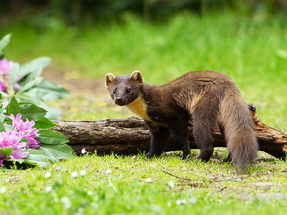 Pine Marten