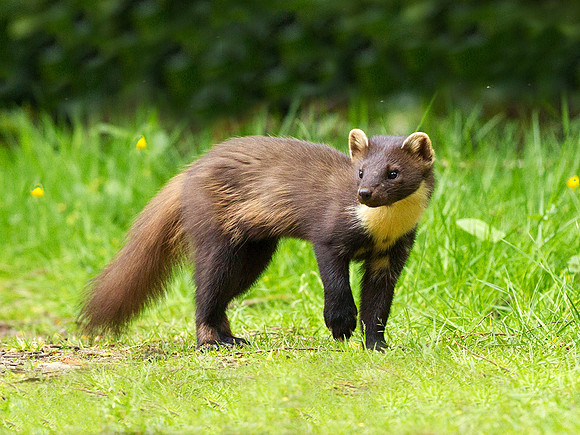 Pine Martin
