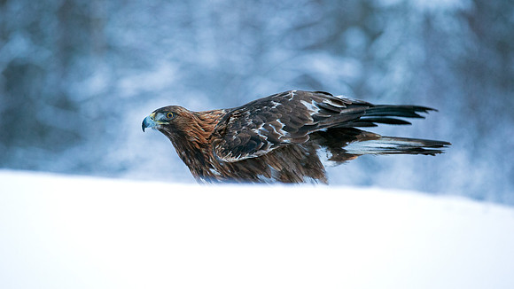 Golden Eagle