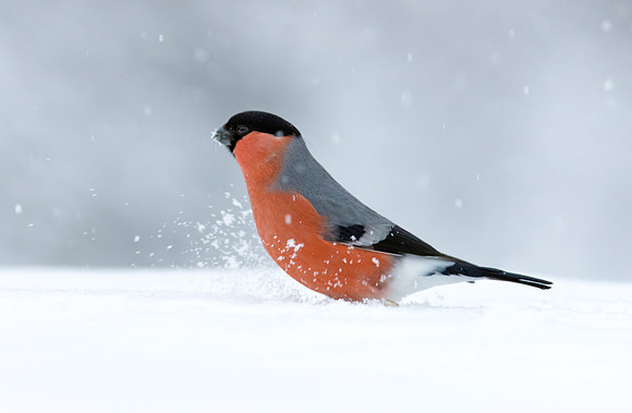 Bullfinch