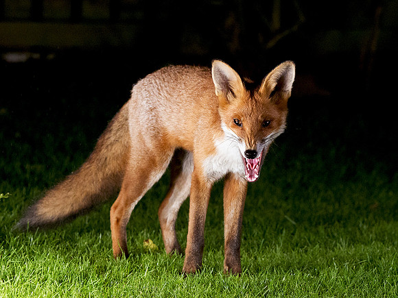 Fox