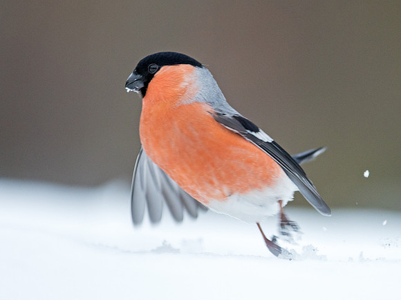 Bullfinch