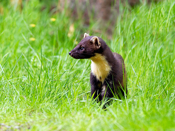 Pine Marten