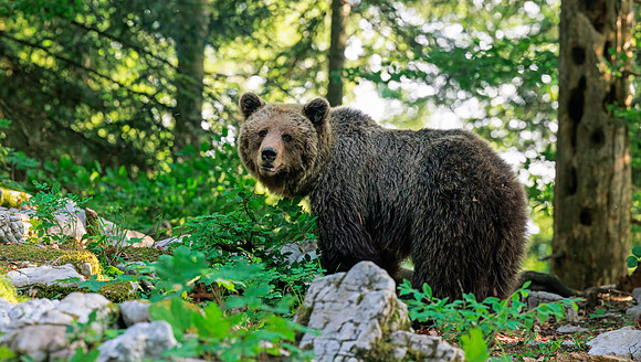 Brown bear