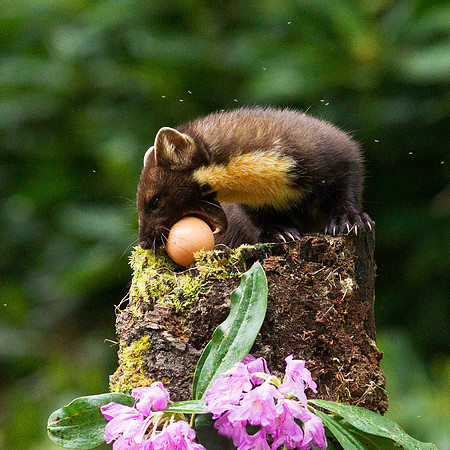 Pine Marten