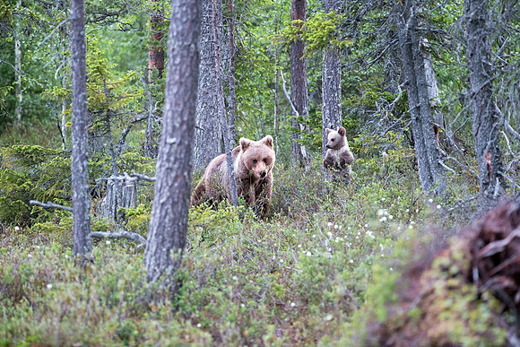 Mother Bear and cub