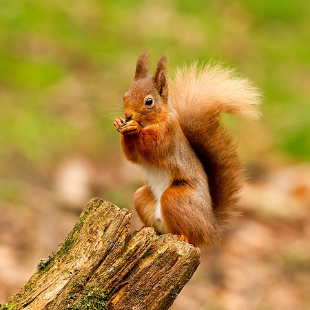 Red squirrel