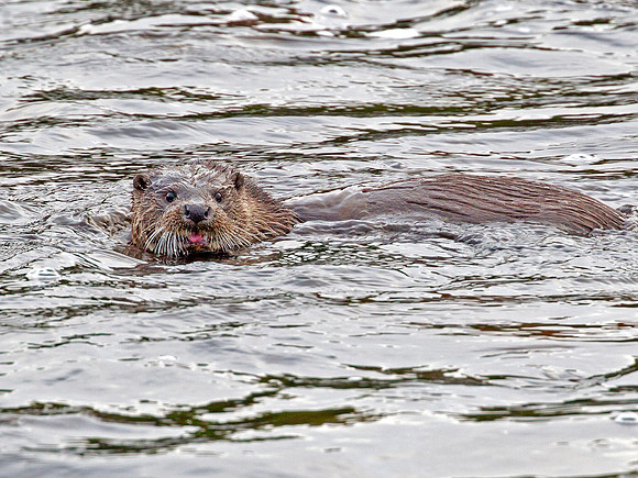 Otter