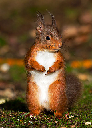 Red squirrel